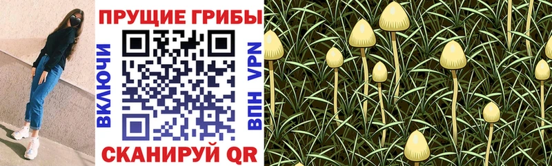 гидра ссылка  Бирюсинск  Псилоцибиновые грибы мухоморы 